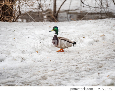 Male duck sits on the white snow Male duck sits on the white snow 95979279