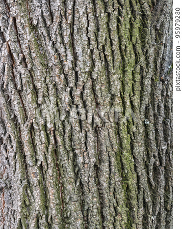 The texture of the bark of an old willow The texture of the bark of an old willow 95979280