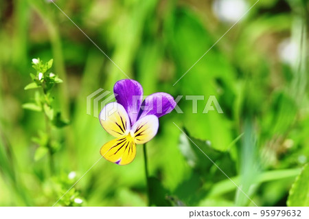 A small cute flower that blooms in spring Sanshiki violet (three colors violet) 95979632