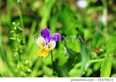 A small cute flower that blooms in spring Sanshiki violet (three colors violet) A small cute flower that blooms in spring Sanshiki violet (three colors violet) 95979633