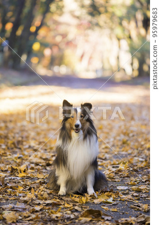 Sheltie dog sitting in an autumn park 95979683