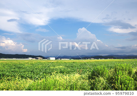 陽光明媚的秋空，雷雨交加，田野風光 95979810