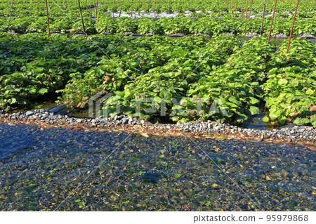 Azumino Daio Wasabi Farm in Autumn 95979868