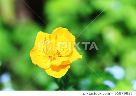 This flower is Rebun Trollius (Rebun Kinbaiso) distributed in Rebun Island, Hokkaido. This flower is Rebun Trollius (Rebun Kinbaiso) distributed in Rebun Island, Hokkaido. 95979985