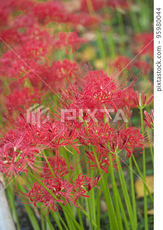 春分開花的文殊（孤挺花叢） 95980044