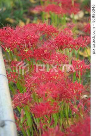 春分開花的文殊（孤挺花叢） 95980046