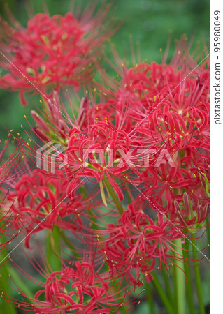 春分開花的文殊（孤挺花叢） 95980049
