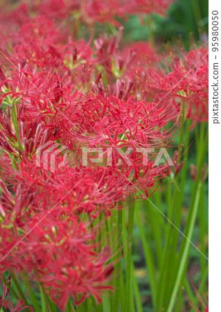 春分開花的文殊（孤挺花叢） 95980050