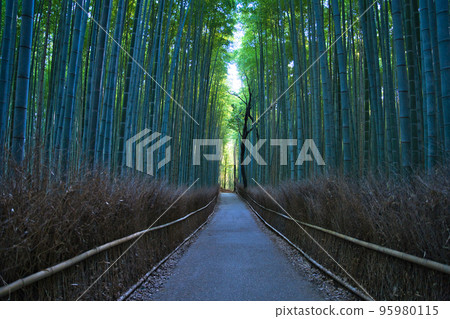 Small diameter of Arashiyama bamboo forest 95980115