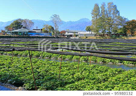 Azumino Daio Wasabi Farm in Autumn Azumino Daio Wasabi Farm in Autumn 95980132