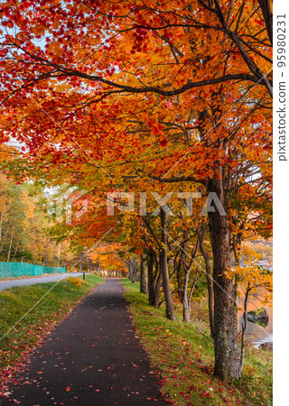 湖女神秋葉 95980231