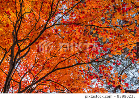 湖女神秋葉 95980233