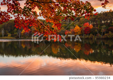 湖女神秋葉 95980234