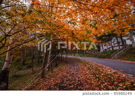 Autumn leaves of Lake Goddess 95980249