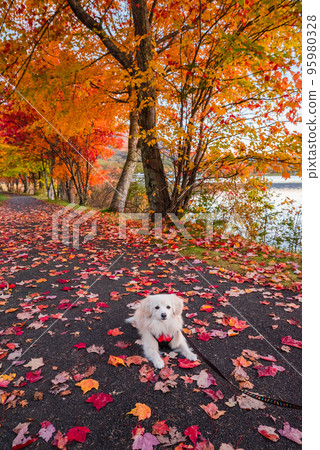 Autumn leaves and a walk at Lake Megami Autumn leaves and a walk at Lake Megami 95980328