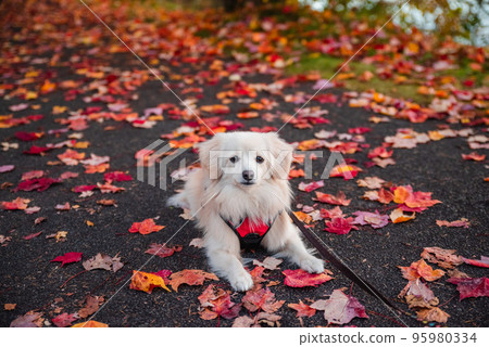 Autumn leaves and a walk at Lake Megami 95980334
