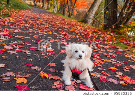 Autumn leaves and a walk at Lake Megami Autumn leaves and a walk at Lake Megami 95980336
