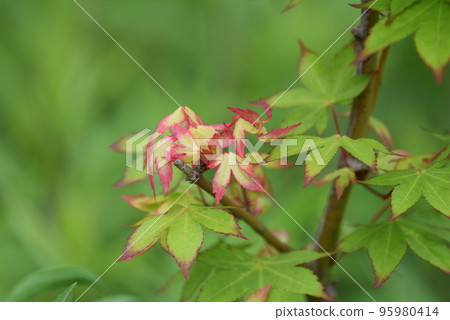 around red around red 95980414