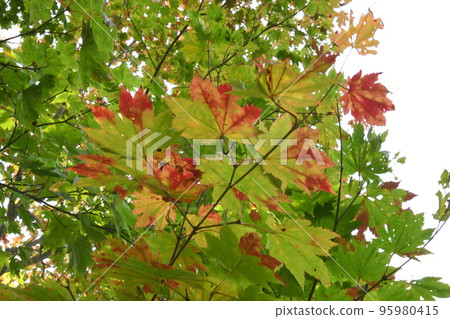 discoloration of foliage 95980415