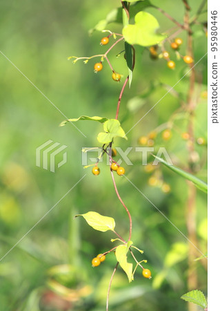 Hexocazura fruit Hexocazura fruit 95980446