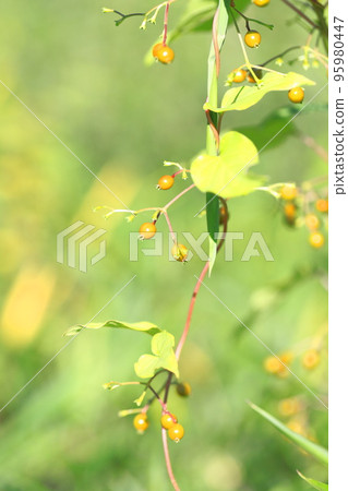 Hexocazura fruit 95980447