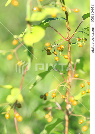 Hexocazura fruit Hexocazura fruit 95980448