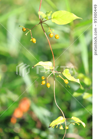 Hexocazura fruit 95980449