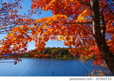 湖女神秋葉 湖女神秋葉 95980518
