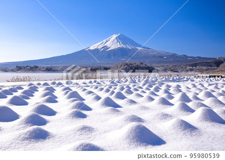 Scenery of snowy lavender fields and Mt. Fuji at Kawaguchiko Oishi Park Scenery of snowy lavender fields and Mt. Fuji at Kawaguchiko Oishi Park 95980539