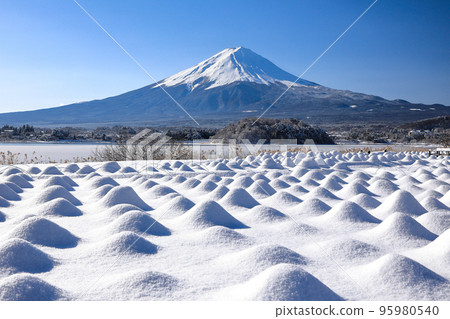 河口湖大石公園白雪皚皚的薰衣草田和富士山風光 95980540