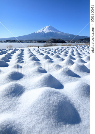 河口湖大石公園白雪皚皚的薰衣草田和富士山風光 95980542
