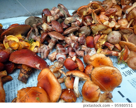 Harvested Mushrooms from Mt. Fuji Forest 95980551