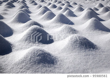 白雪皚皚的薰衣草田風景河口湖大石公園 白雪皚皚的薰衣草田風景河口湖大石公園 95980561