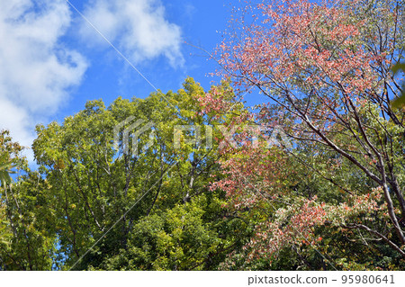 三好山的秋樹,芥川山城跡 三好山的秋樹,芥川山城跡 95980641