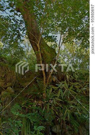 三好山的秋樹,芥川山城跡 三好山的秋樹,芥川山城跡 95980697