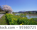 Cherry blossoms and rape blossoms along the Chikuma River 95980725