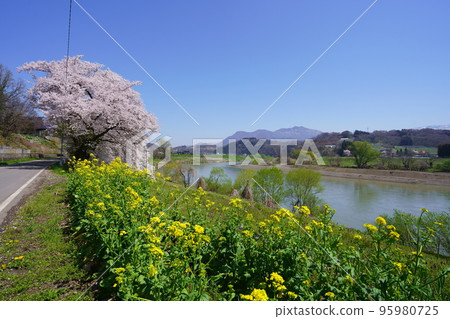 千曲川沿岸的櫻花和油菜花 千曲川沿岸的櫻花和油菜花 95980725