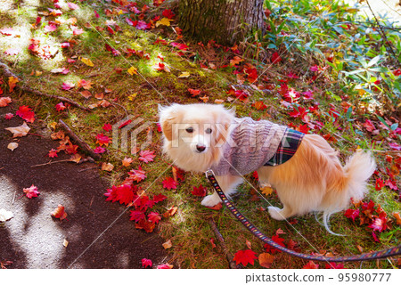 Autumn leaves and a walk at Lake Megami 95980777