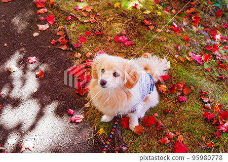 Autumn leaves and a walk at Lake Megami 95980778