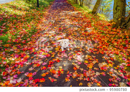 Autumn leaves and a walk at Lake Megami Autumn leaves and a walk at Lake Megami 95980780
