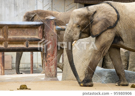 EOSR.Hiroshima city, dung and elephants. 95980906