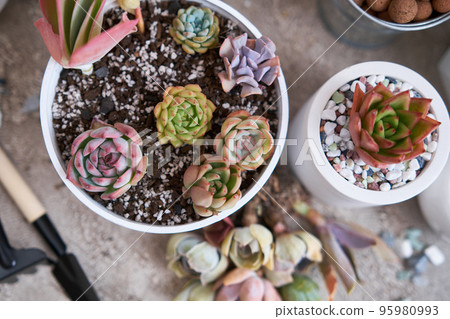 Group of Echeveria and Pachyveria opalina Succulent rooted cutting Plants on concrete table ready for planting Group of Echeveria and Pachyveria opalina Succulent rooted cutting Plants on concrete table ready for planting 95980993