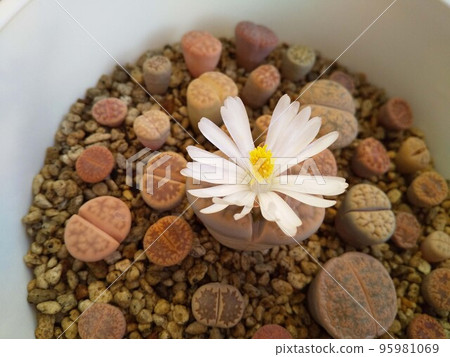 succulent plant, flower, flowers 95981069