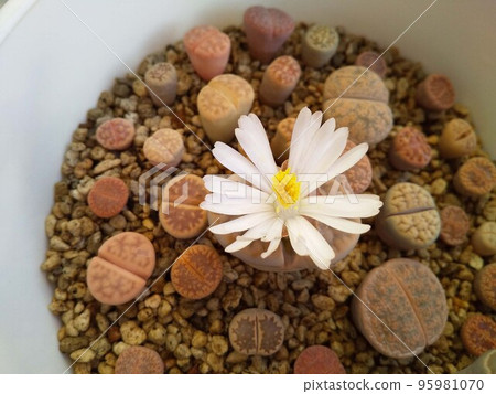 肉質植物 花朵 花 95981070