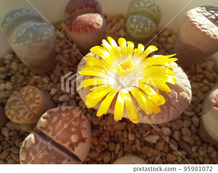 多汁植物生石花花生石花大津繪有黃色花朵盛開多彩可愛的集體種植照片 95981072