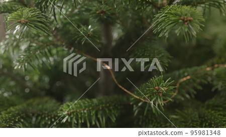 Slow motion handheld shot of green christmass tree indoor Slow motion handheld shot of green christmass tree indoor 95981348