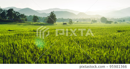 Green rice fields in the evening Green rice fields in the evening 95981366