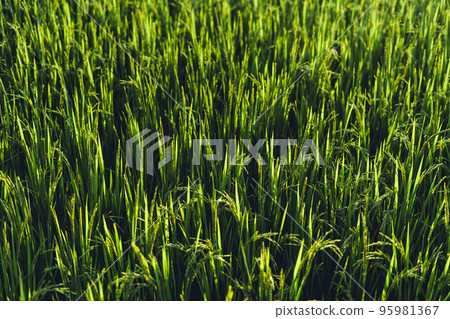 Green rice fields in the evening Green rice fields in the evening 95981367