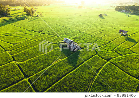Green rice fields in the evening Green rice fields in the evening 95981400