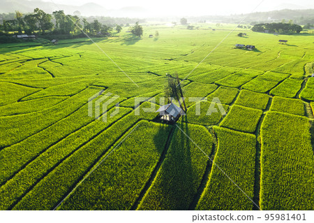 Green rice fields in the evening Green rice fields in the evening 95981401